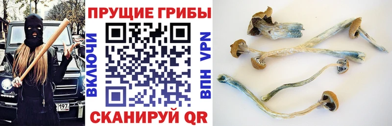 kraken tor Верхняя Салда Псилоцибиновые грибы Magic Shrooms
