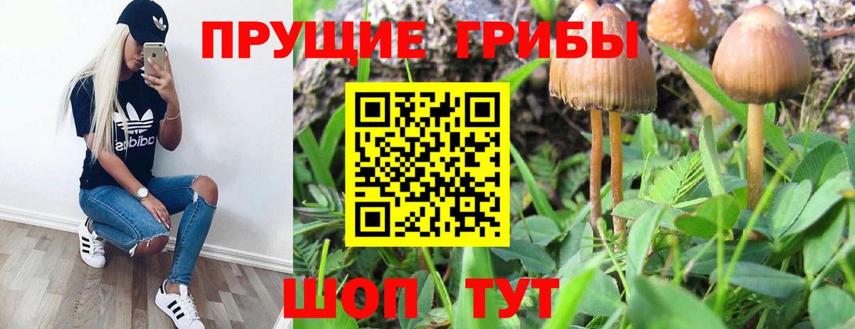 Псилоцибиновые грибы GOLDEN TEACHER Верхняя Салда